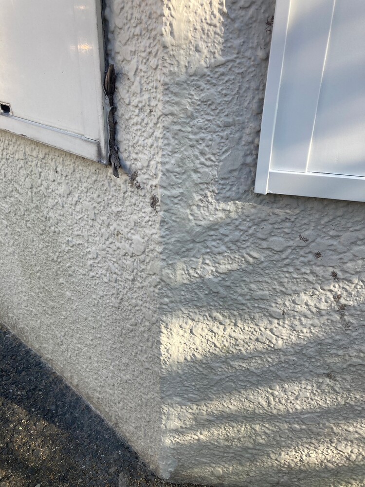 外壁亀裂補修前