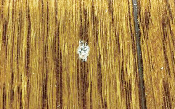 木部リペアスクール